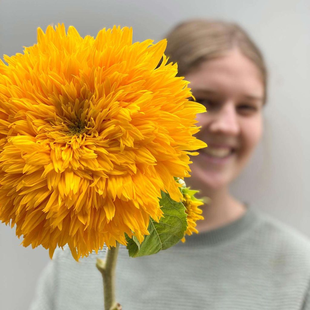 Sunflower | Featured Image for the Melbourne Flower Delivery Home Page of Poco Posy Melbourne.